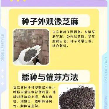 勿忘我种子种植方法