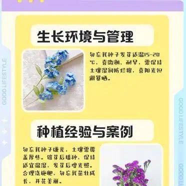 勿忘我种子种植方法