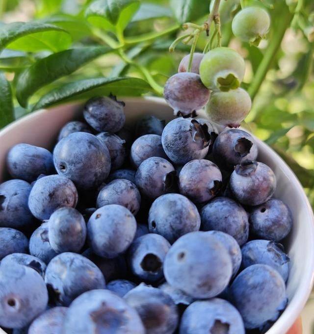 养颜美容的食物老年人养生知识大全