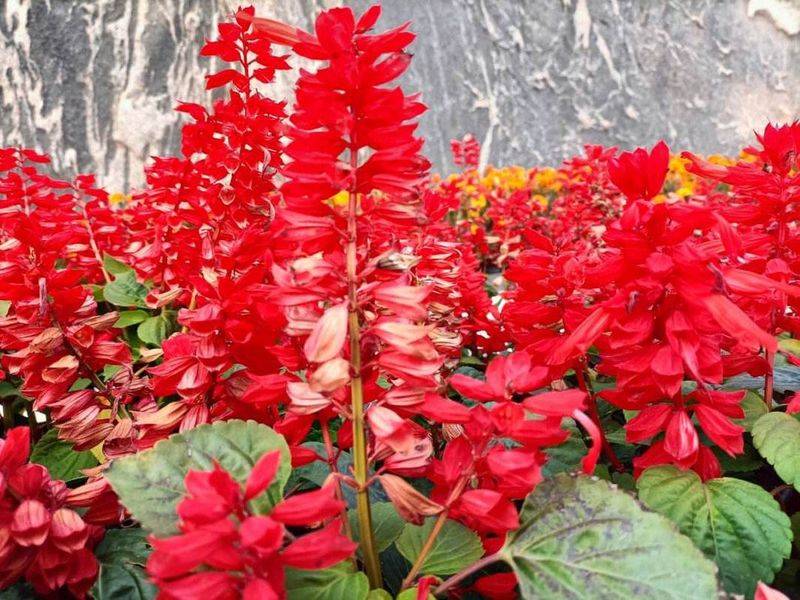 一串红的育苗方法和注意事项