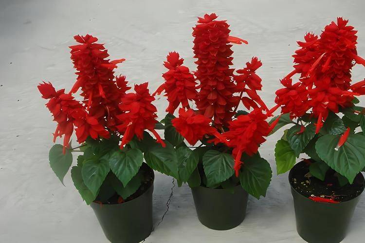 一串红的种植方法