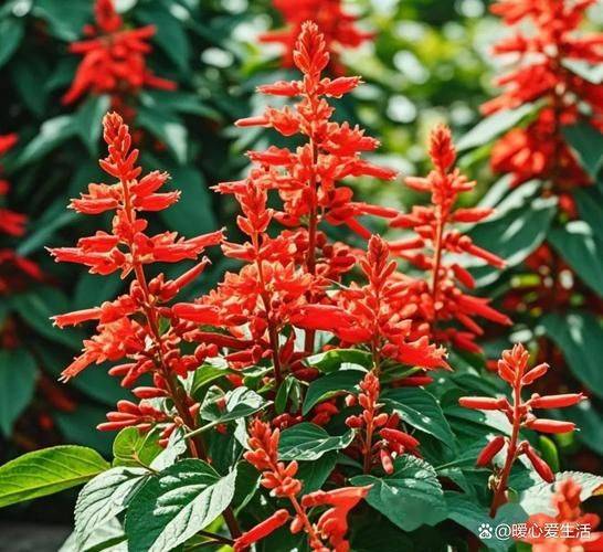 一串红的种植方法