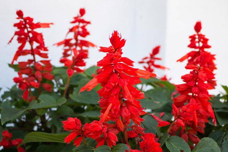 一串红的种植方法