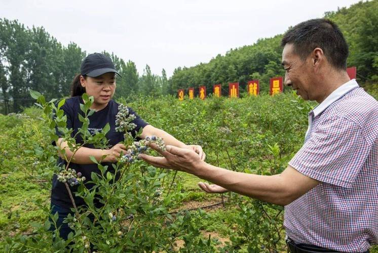 蓝莓种植技术有哪些