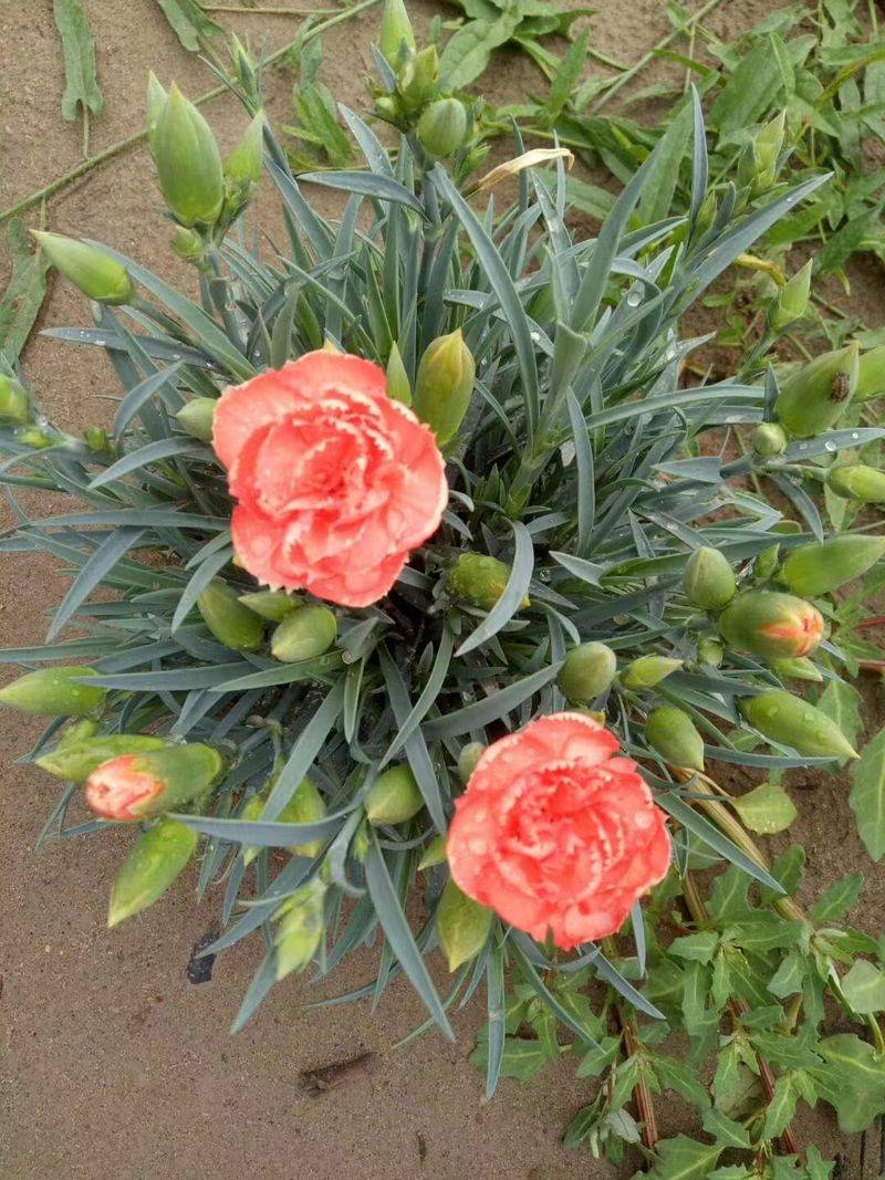 康乃馨种子的种植方法