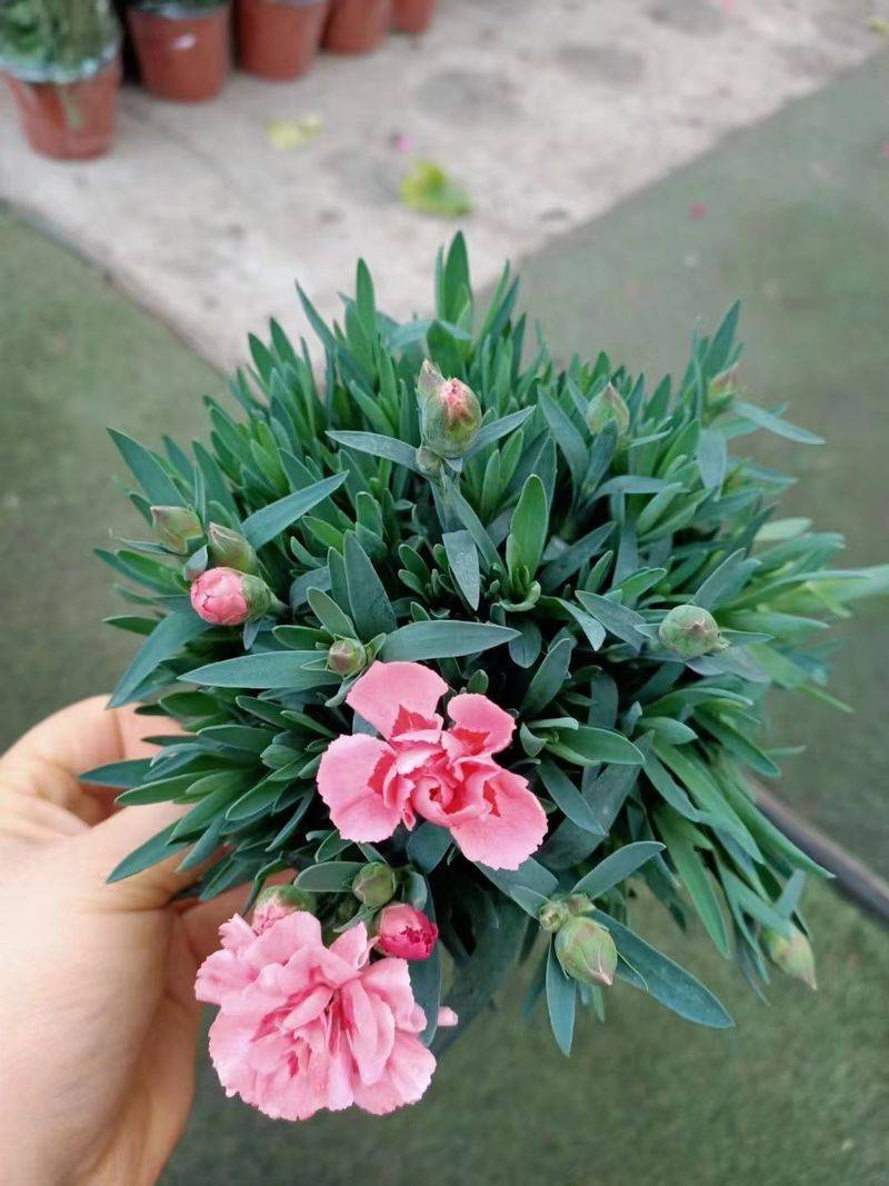 康乃馨种子的种植方法