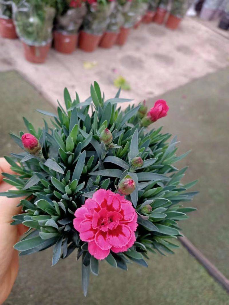 康乃馨种子的种植方法