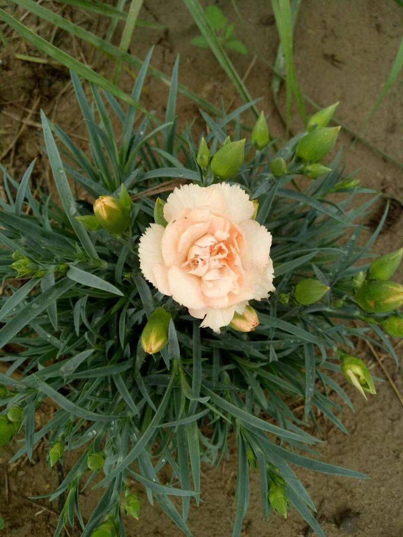 康乃馨种子的种植方法