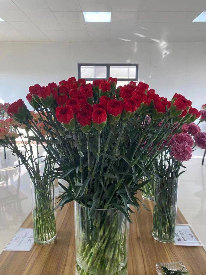 康乃馨种子的种植方法