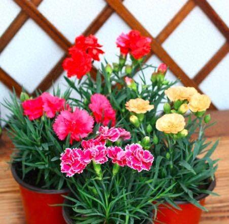 康乃馨种子的种植方法