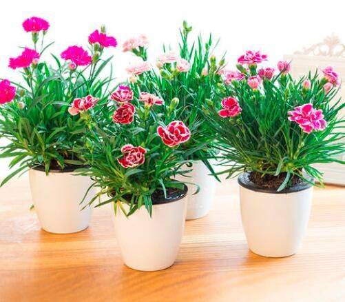 康乃馨种子的种植方法