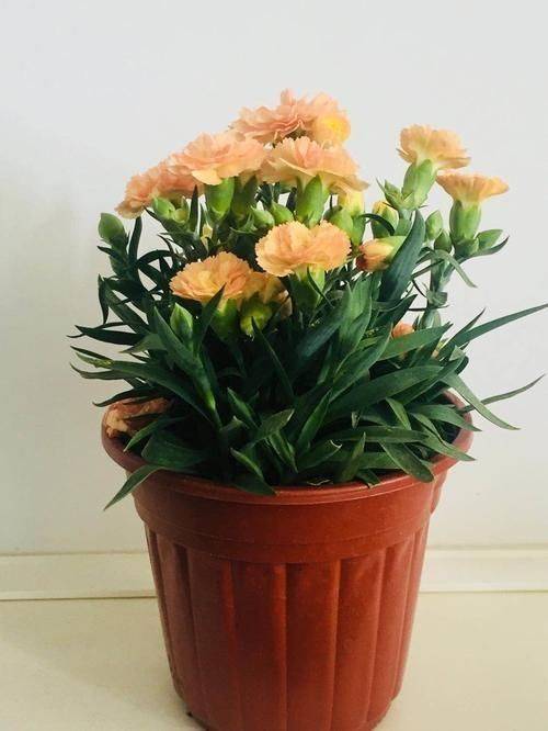 康乃馨种子的种植方法