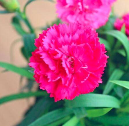 康乃馨种子的种植方法