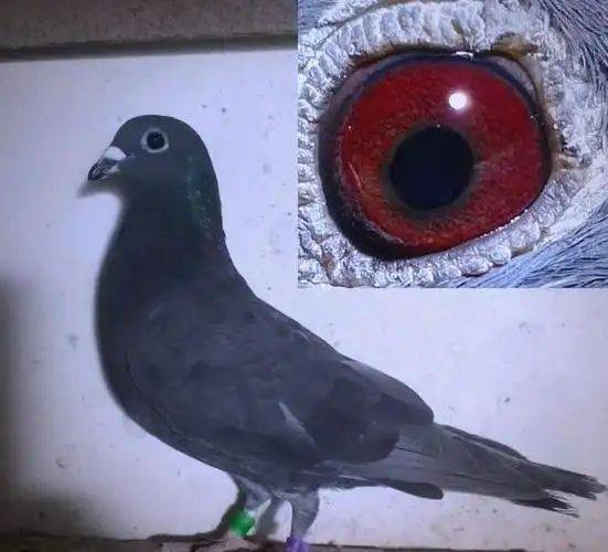 信鸽育种方法和原理