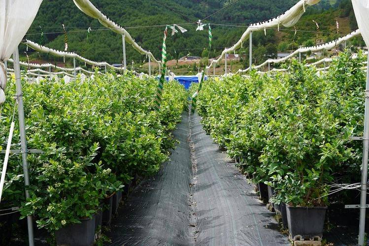 蓝莓种植技术有哪些