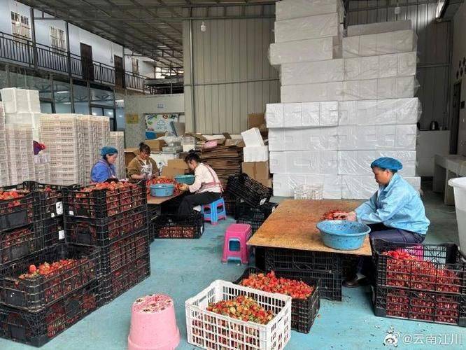 蓝莓种植技术有哪些