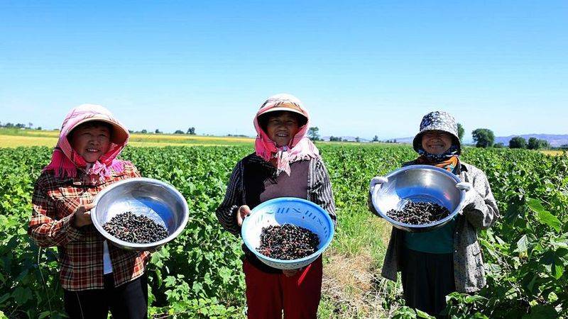 蓝莓种植技术有哪些