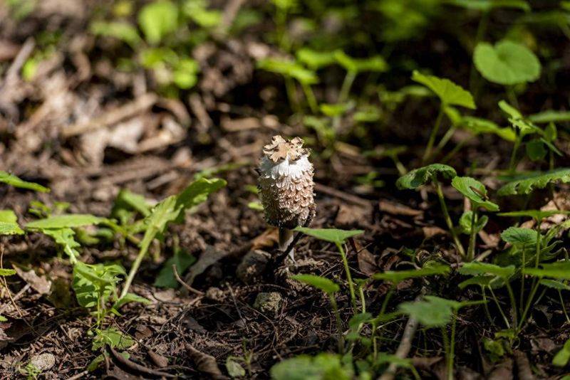 昭通天麻种植技术