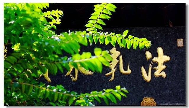 昭通天麻种植技术