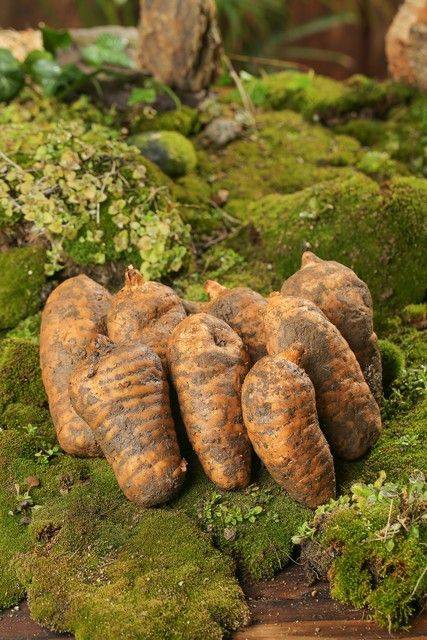 昭通天麻种植技术