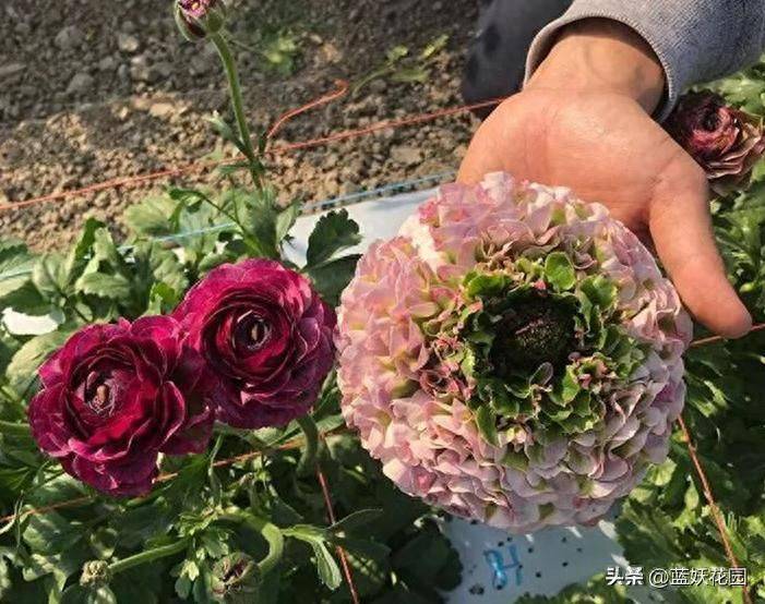 花毛茛种植方法