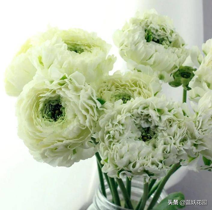 花毛茛种植方法