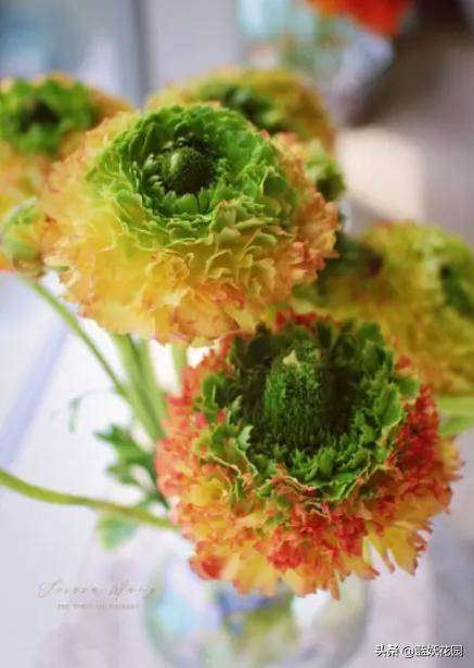 花毛茛种植方法