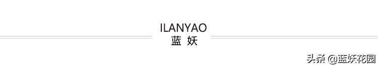 花毛茛种植方法