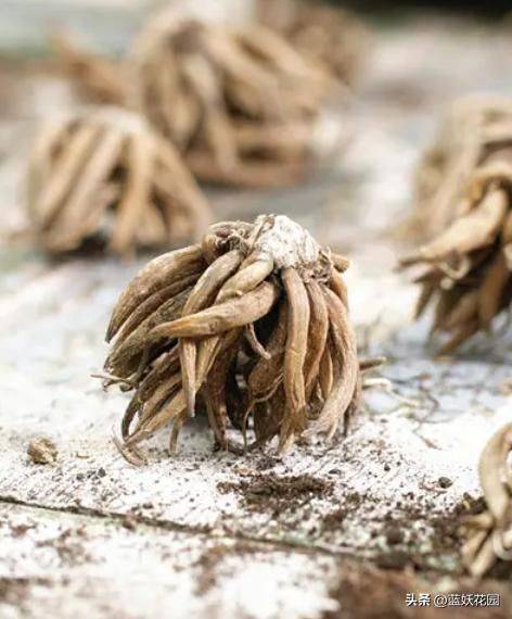 花毛茛种植方法