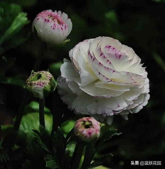 花毛茛种植方法