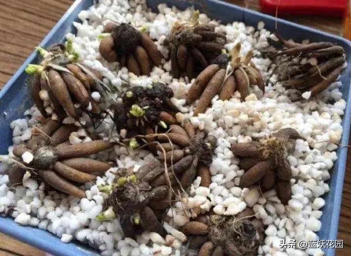 花毛茛种植方法