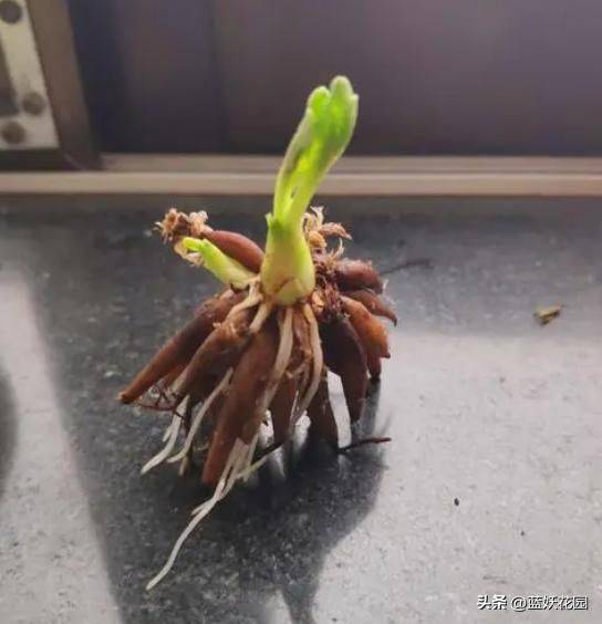 花毛茛种植方法