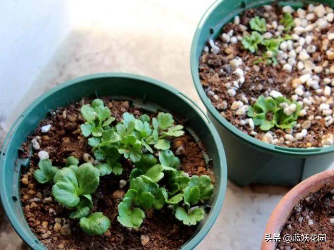 花毛茛种植方法