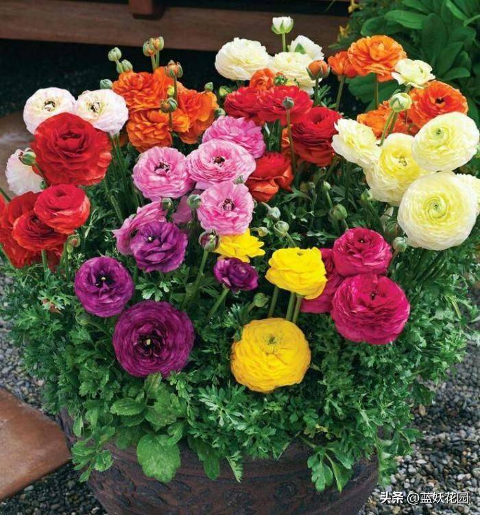 花毛茛种植方法