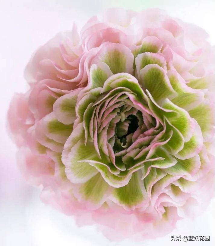 花毛茛种植方法