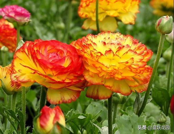 花毛茛种植方法