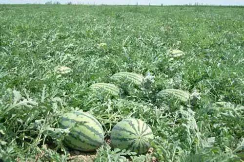 金丝瓜种植技术