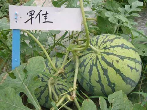 金丝瓜种植技术