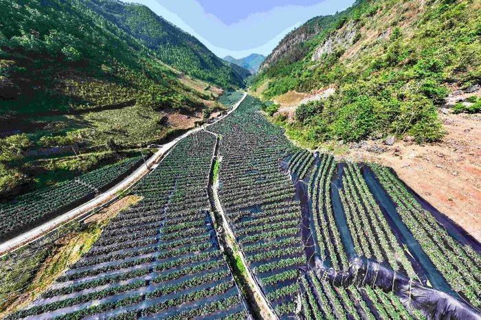 蓝莓种植技术有哪些