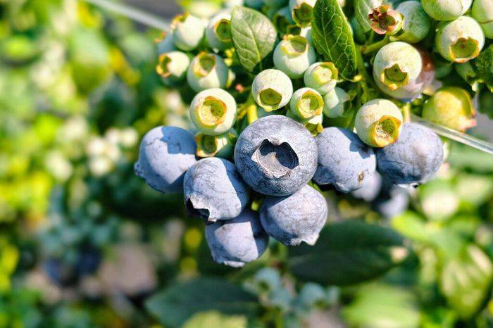 蓝莓种植技术有哪些