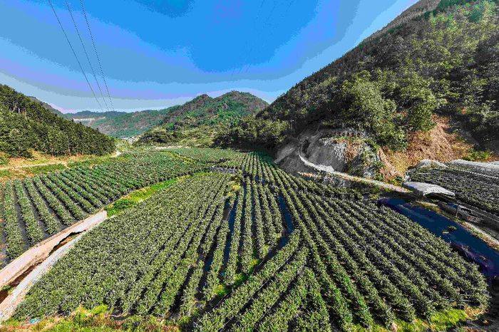 蓝莓种植技术有哪些