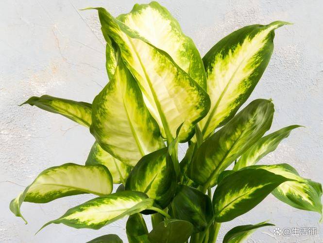 Zebra's youthful cultivation methods