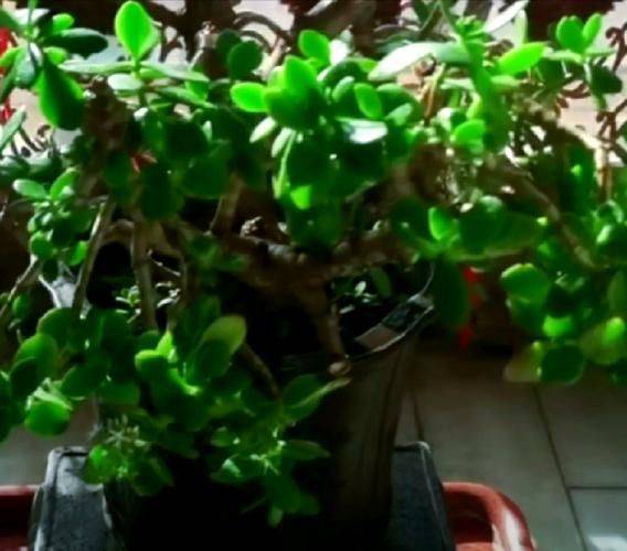 Zebra's youthful cultivation methods