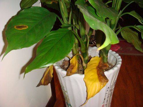 Zebra's youthful cultivation methods