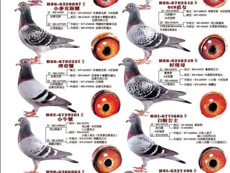 信鸽育种方法和原理