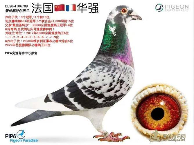 信鸽育种方法和原理