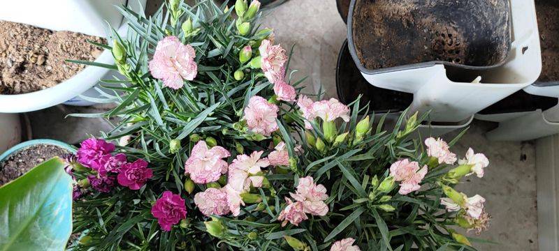 康乃馨种子的种植方法