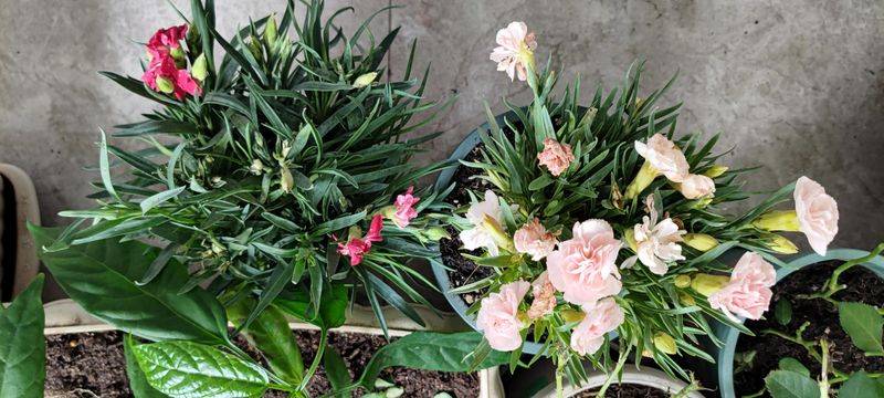 康乃馨种子的种植方法