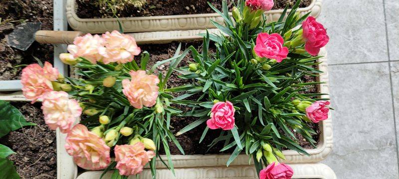 康乃馨种子的种植方法