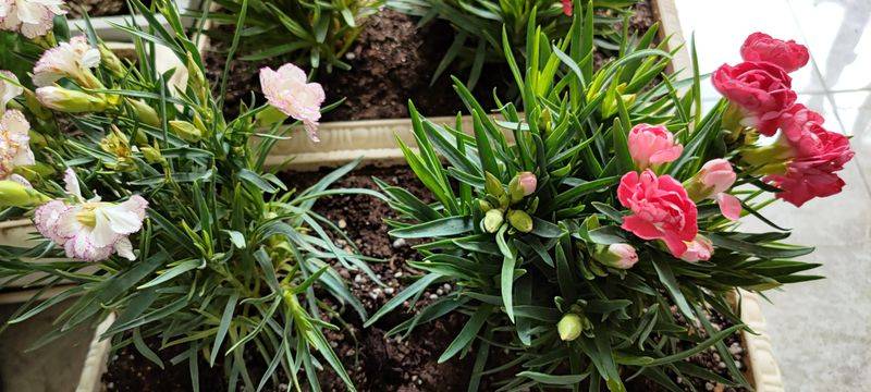康乃馨种子的种植方法